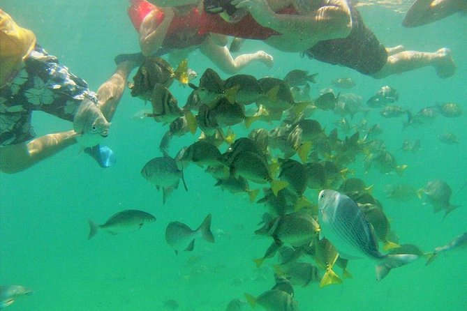 Private Snorkel Cruise in Cabo San Lucas - Additional Information