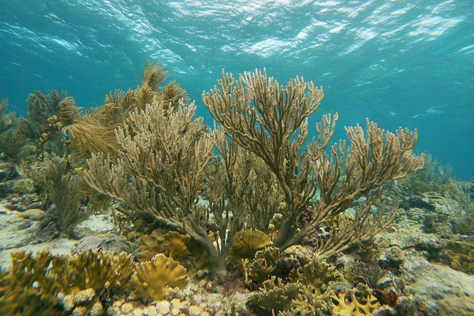 Private Snorkel With 2 Stops in Aruba - Eco-Friendly! - Cancellation Policy