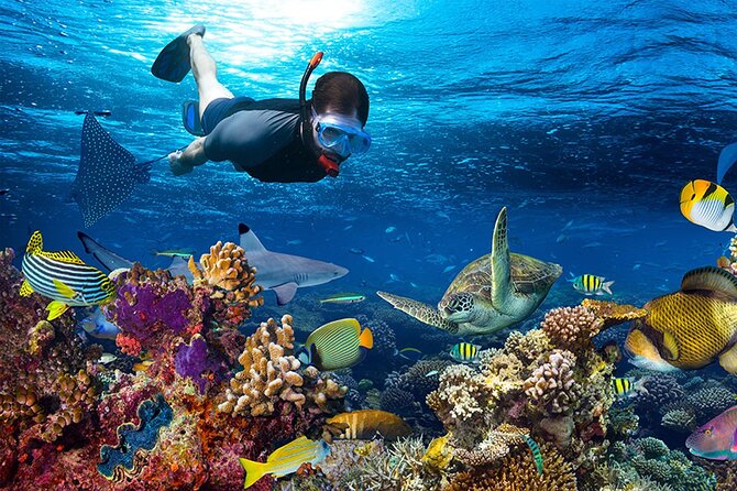 Private Snorkeling Guided Tour At Marine Protected Area Included Lunch - Common Questions
