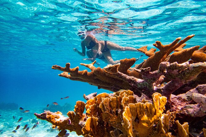 Private Snorkeling Tour Bonaire - Qualities of the Tour Guide