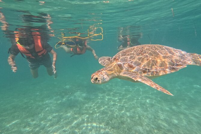 Private Snorkeling With Sea Turtles in Akumal Beach - Incredible Encounters With Marine Life