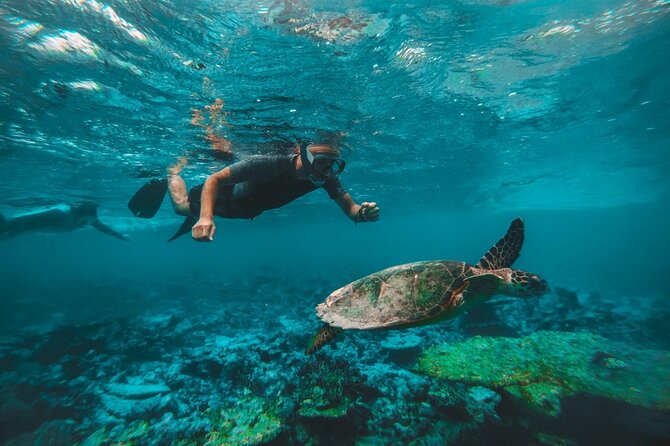 Private Snorkeling With Turtles in Fujairah With BBQ - BBQ Delights: Indulge in a Scrumptious Meal
