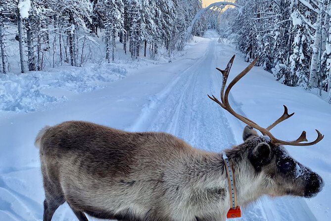 Private Snowmobile Day Tours - Common Questions