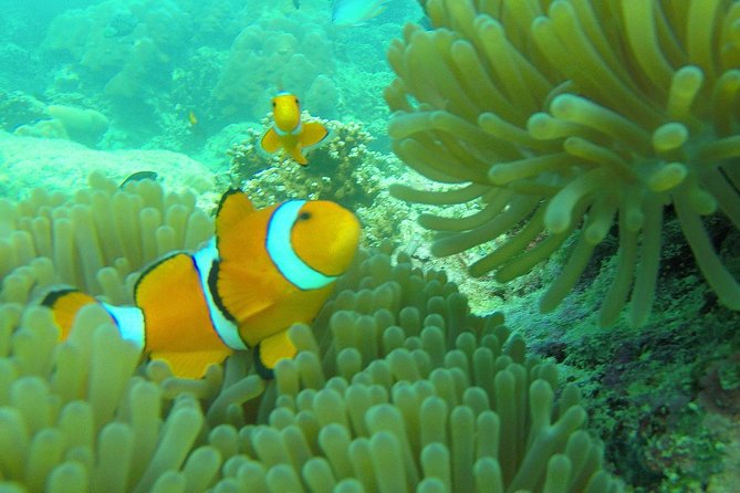 Private Surin Islands Longtail Boat Tour - Exclusions