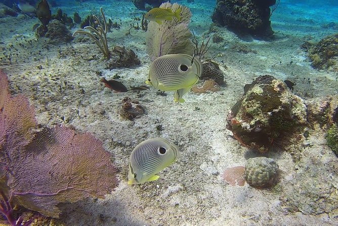 Private Three-Hour Introductory Scuba Diving Lesson  - Cozumel - Cancellation Policy