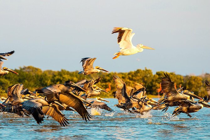 Private Tour Celestun Flamingo Watching and Beach - Reviews and Ratings