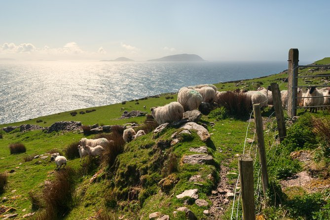 Private Tour: Dingle Peninsula From Kerry. Waterville, Tralee Etc - Common Questions