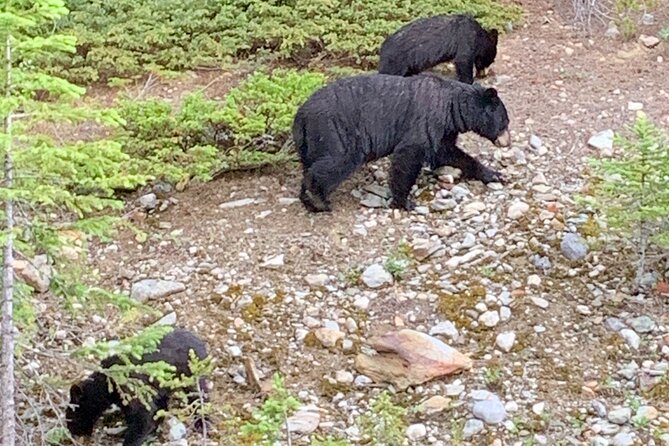 Private Tour for up to 24 Guests of Lake Louise and the Icefield Parkway - Reviews
