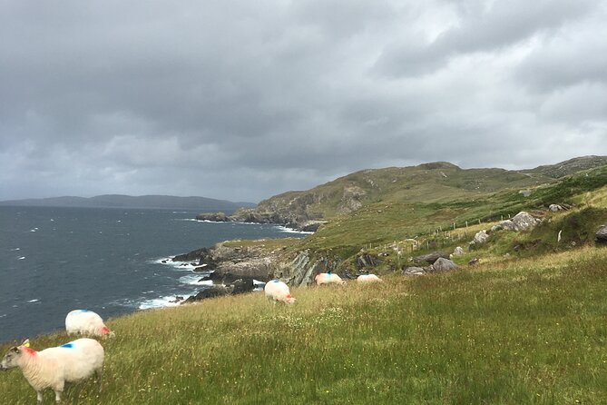 Private Tour of Beara Peninsula - Included Activities and Services
