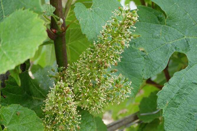 Private Tour of the Vineyard and Cellar Half Day - Traveler Photos and Reviews