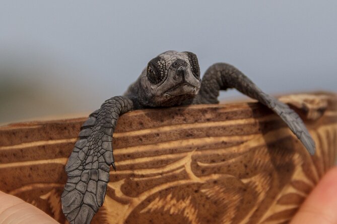 Private Tour to Release Turtles With Tickets Included - Centro Ecoturistico Escobilla