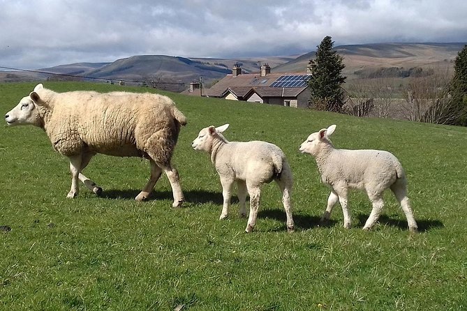 Private Tour - Whitby and the North York Moors Day Trip From Harrogate - Reviews and Ratings