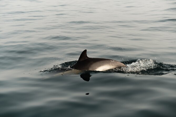 Private Tour With Dolphin Watching in Algeciras Bay - Spectacular Views of Algeciras Bay