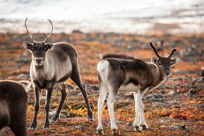 Private Transfer From Kiruna to Abisko - Assistance and Support