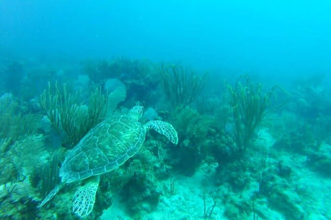 Private VIP Morning or Afternoon Snorkeling Tour From Fajardo - Cancellation Policy