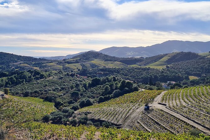 Private Walk In The Vineyards Of Collioure With Wine Tasting - Wine Tasting Experience