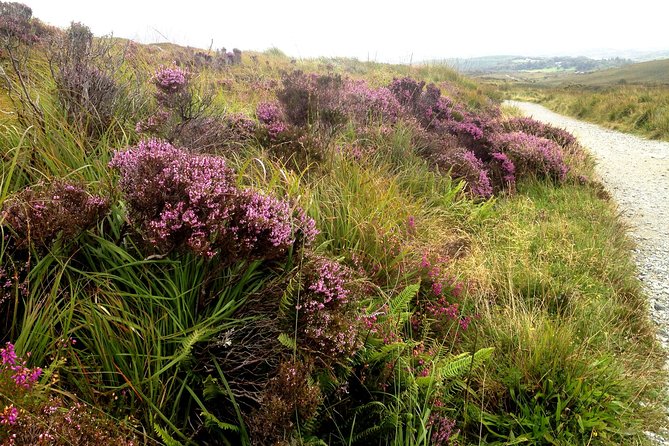 Private Walking Tour-Discover the Cultural & History Heroes of Connemara - Signature Points Visited