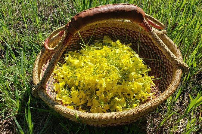 Private Walking Tour in Sierra Dela Tramuntana With Plant Expert - Pricing and Terms