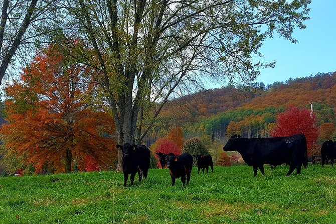 Private Walking Tour of a Real Working Cattle Ranch - Cancellation Policy