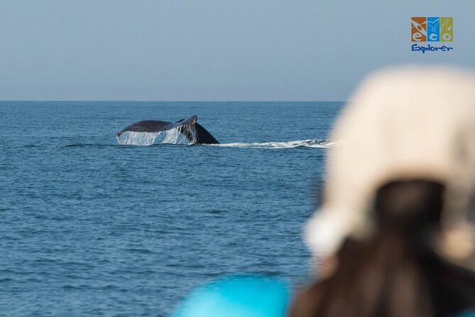 Private Whale Watching Puerto Vallarta - Reviews