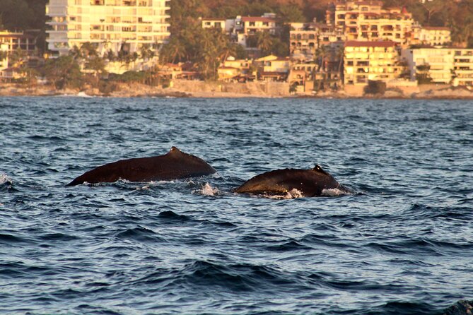Private Whale Watching Sailing Tour - Cancellation Policy and Refunds