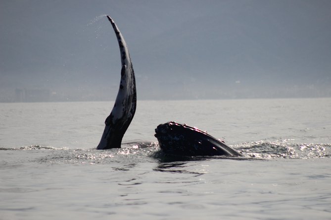 Private Whale Watching Tour in Puerto Vallarta - Safety Measures