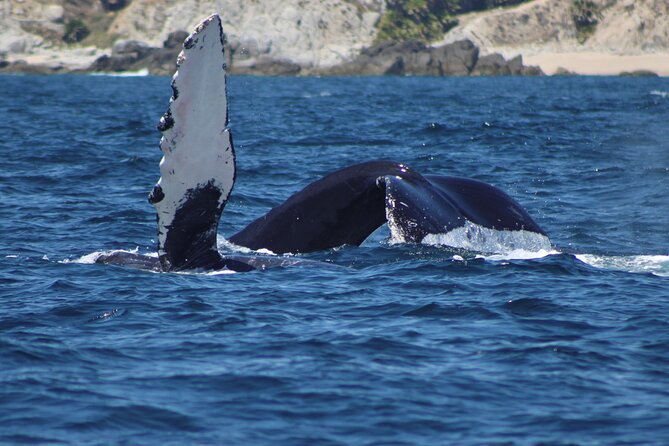 Private Whale Watching Tour!! - Reviews and Overall Rating