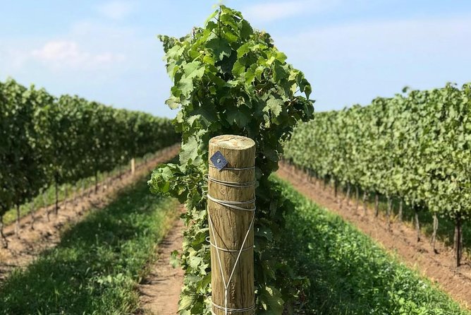 Private Wine & Charcuterie Tour (Customizable) - Traveler Photos