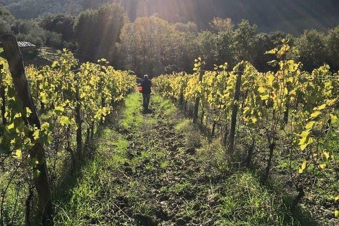 Private Wine & EVO Oil Tasting With Tuscan Meal - Uncover the Secrets of Wine Pairing