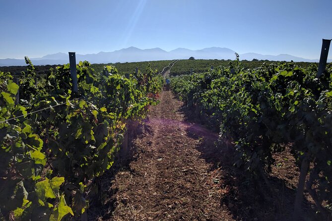 Private Wine & Food Pairing at Silva Winery (10 Labels) - Common Questions