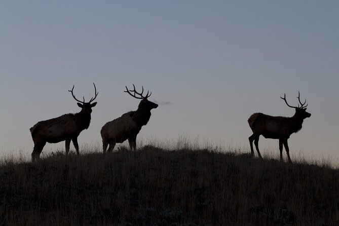 Private Yellowstone Highlights Tour - Booking Information
