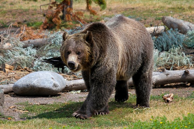 Private Yellowstone National Park Sightseeing Tour With Lunch - Lunch Experience