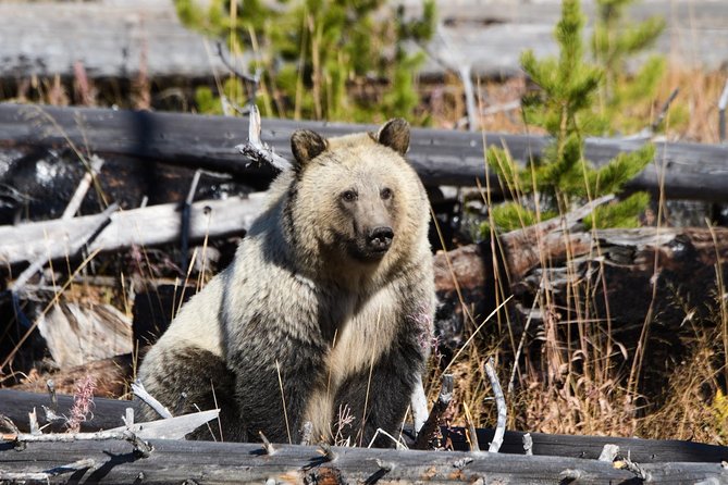 Private Yellowstone Old Faithful and Lower Loop Tour - Common Questions