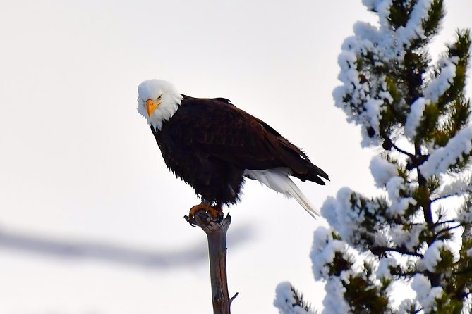 Private Yellowstone Winter Wolf Watching and Wildlife Safari - Cancellation and Refund Policy