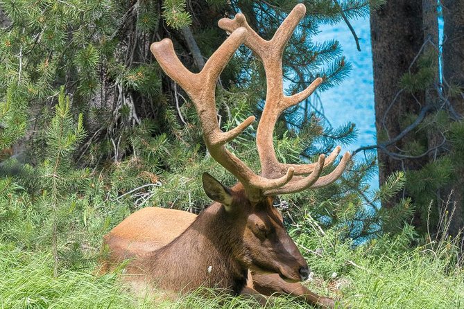 Private Yellowstone Wolf Watching & Wildlife Safari Experience - End Point and Cancellation Policy