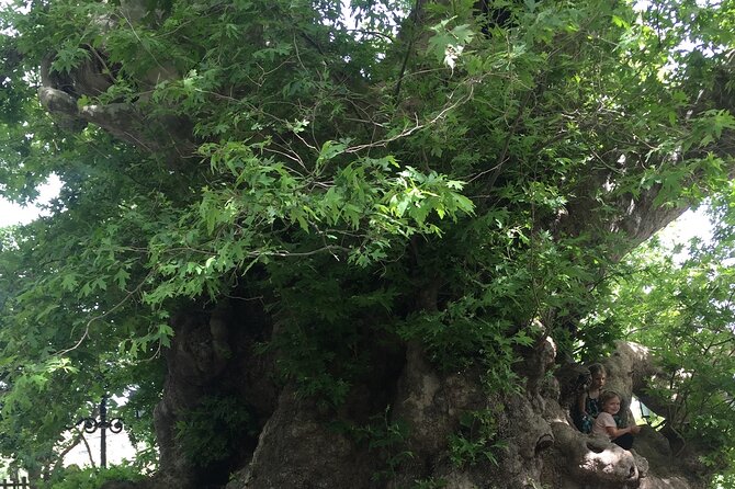 Private-Zeus Cave-WineOlive Oil Tasting-Old Traditional Villages - Common Questions