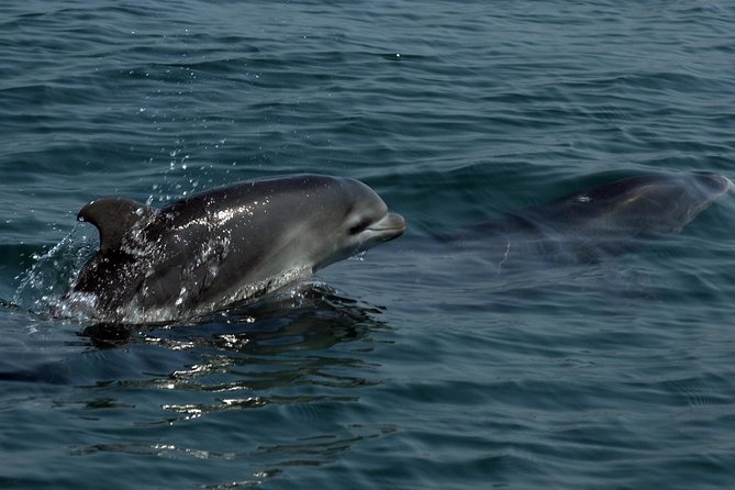 Puerto Vallarta Wildlife Boat Tour - Swimming With Wild Dolphins