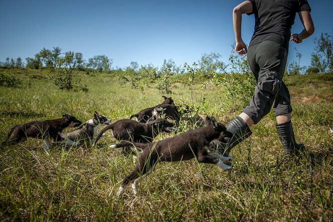 Puppy Training Experience at a Husky Farm in Tromso - Visitor Reviews