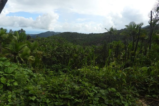 Rainforest, Luquillo Kiosk and Bioluminescent Bay Night Kayaking Trio - Meeting and Pickup Information