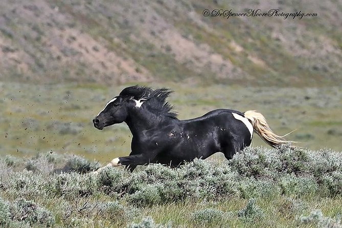 Red Canyon Wild Mustang Tour 5:00 - Important Information and Cancellation Policy