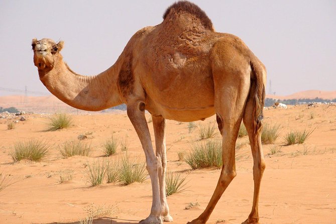 Red Dunes Safari With Half Hrs Quad Bike & Abu Dhabi City Tour ( 2 Days Tour) - Common Questions
