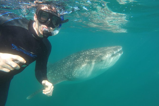Reduced Group Whale Shark Tour - Cancellation Policy