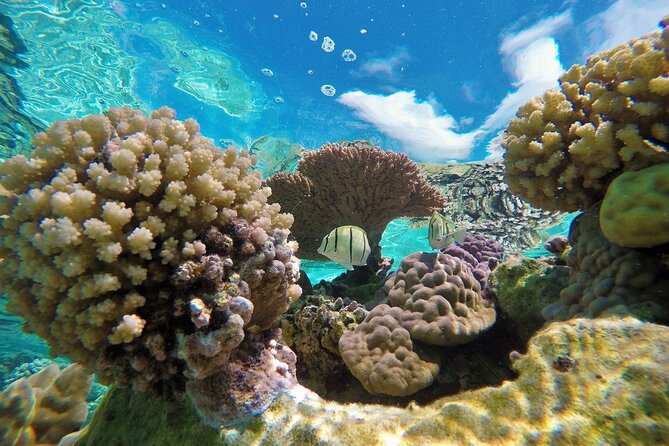 Reef Discovery Luxury Private Snorkeling Lagoon Tour - Convenient Pick-Up and Drop-Off Locations