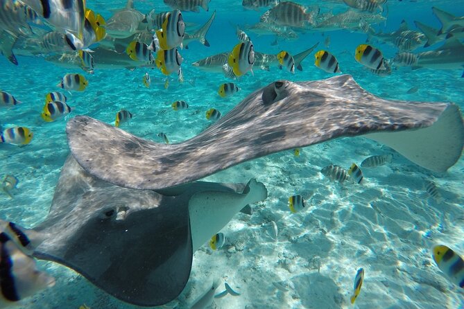 Reef Discovery Private Half Day Lagoon Tour - Pricing and Terms