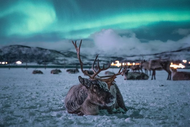 Reindeer Camp Dinner With Chance of Northern Lights in Tromso - Atmosphere and Environment