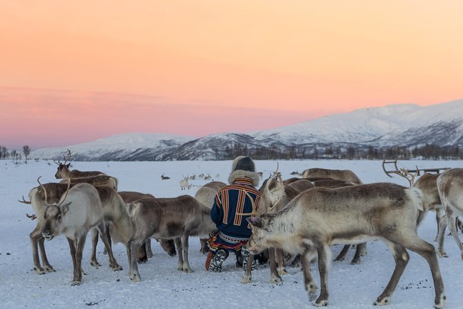 Reindeer Visit, and Sami Culture Including Lunch From Tromso - Traditional Meal in the Lavuu