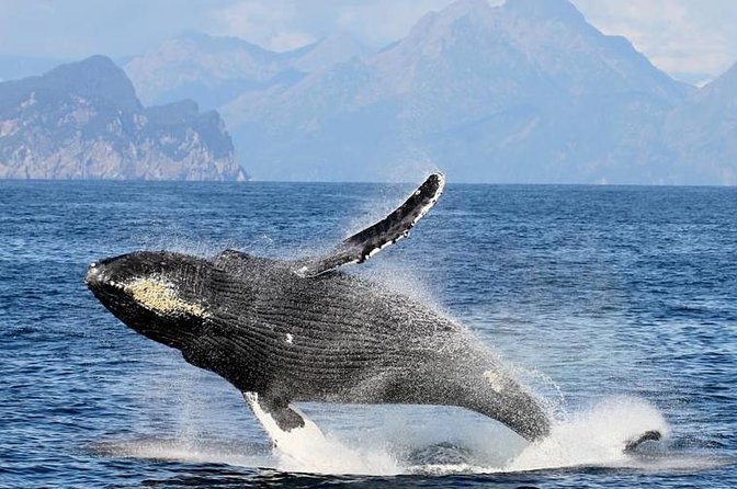 Resurrection Bay and Kenai Fjords Gray Whale Watching Cruise  - Seward - Humpback Whales, Orcas, and Dalls Porpoises