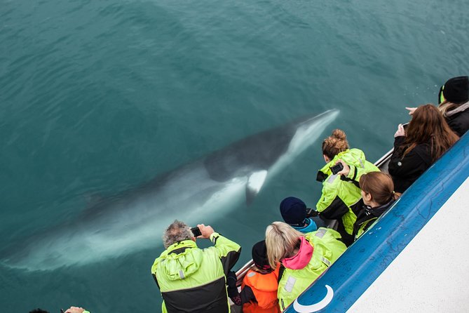 Reykjavik Shore Excursion: Whale-Watching Cruise - Tour Overview