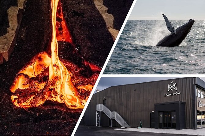 Reykjavik Whale Watching and Lava Show - Questions and Assistance
