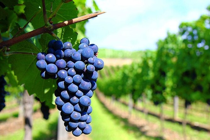 Rhodes Wine & Food Tour: 10 Meal Course Lunch, Wine Tasting, Cooking Class - Reviews and Ratings